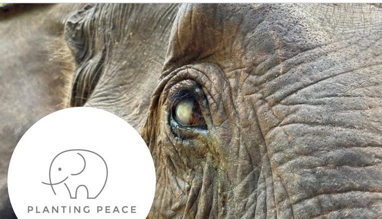 Close-up of a rescued elephant at a Planting Peace sanctuary
