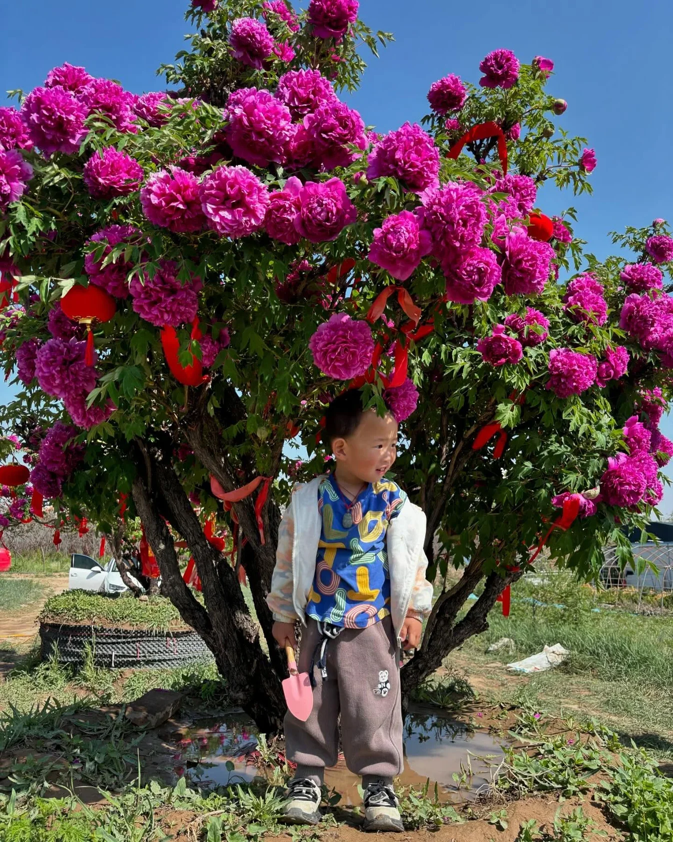 Deep magenta tree peony tree covered in blooms