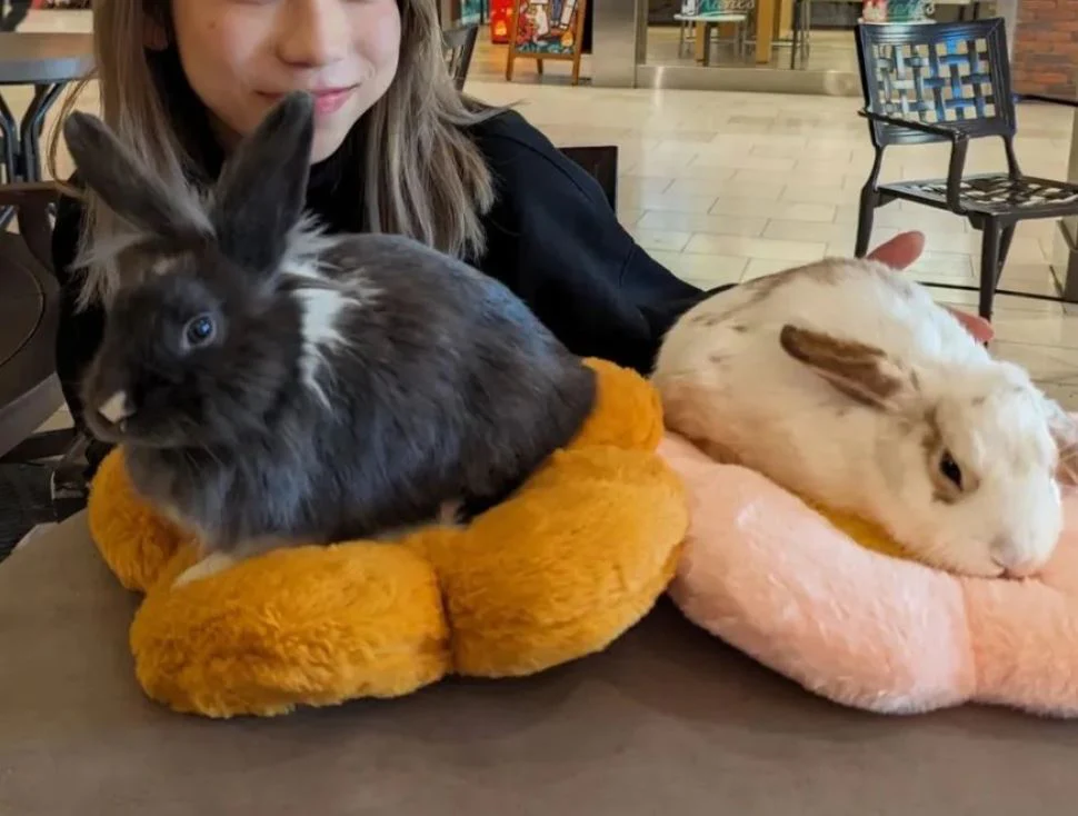 A child gently holding a grey rescue bunny at the Easter event