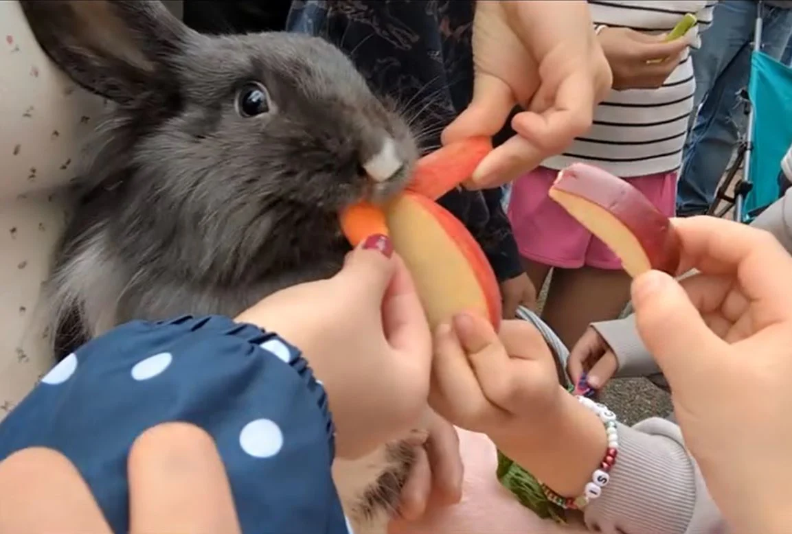 Children carefully offering a rescue bunny a slice of apple and carrot