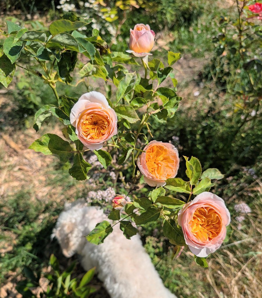 A cluster of apricot roses on the cane