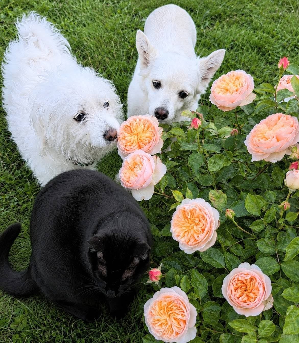 An apricot rose in full flush with two dogs and a cat beside it