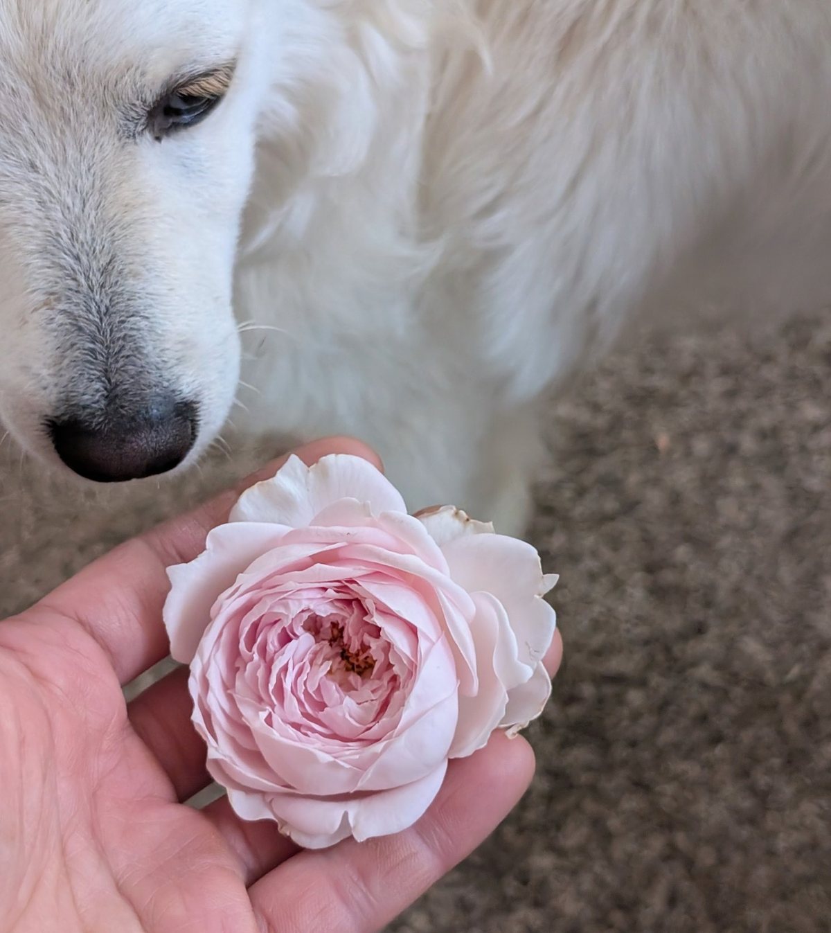 A pale blush rose in full form
