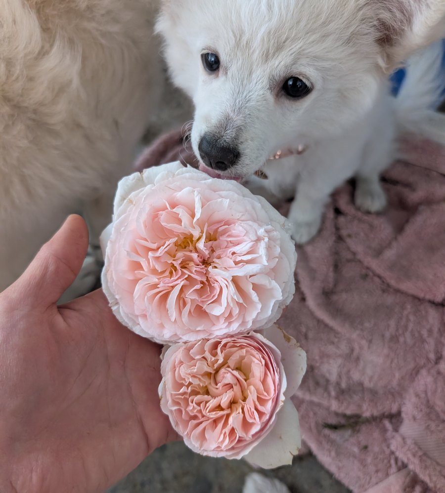 A pair of blush roses held in one hand
