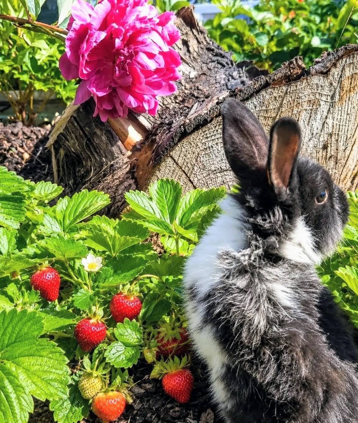 A rabbit beside a magenta peony and ripening strawberries