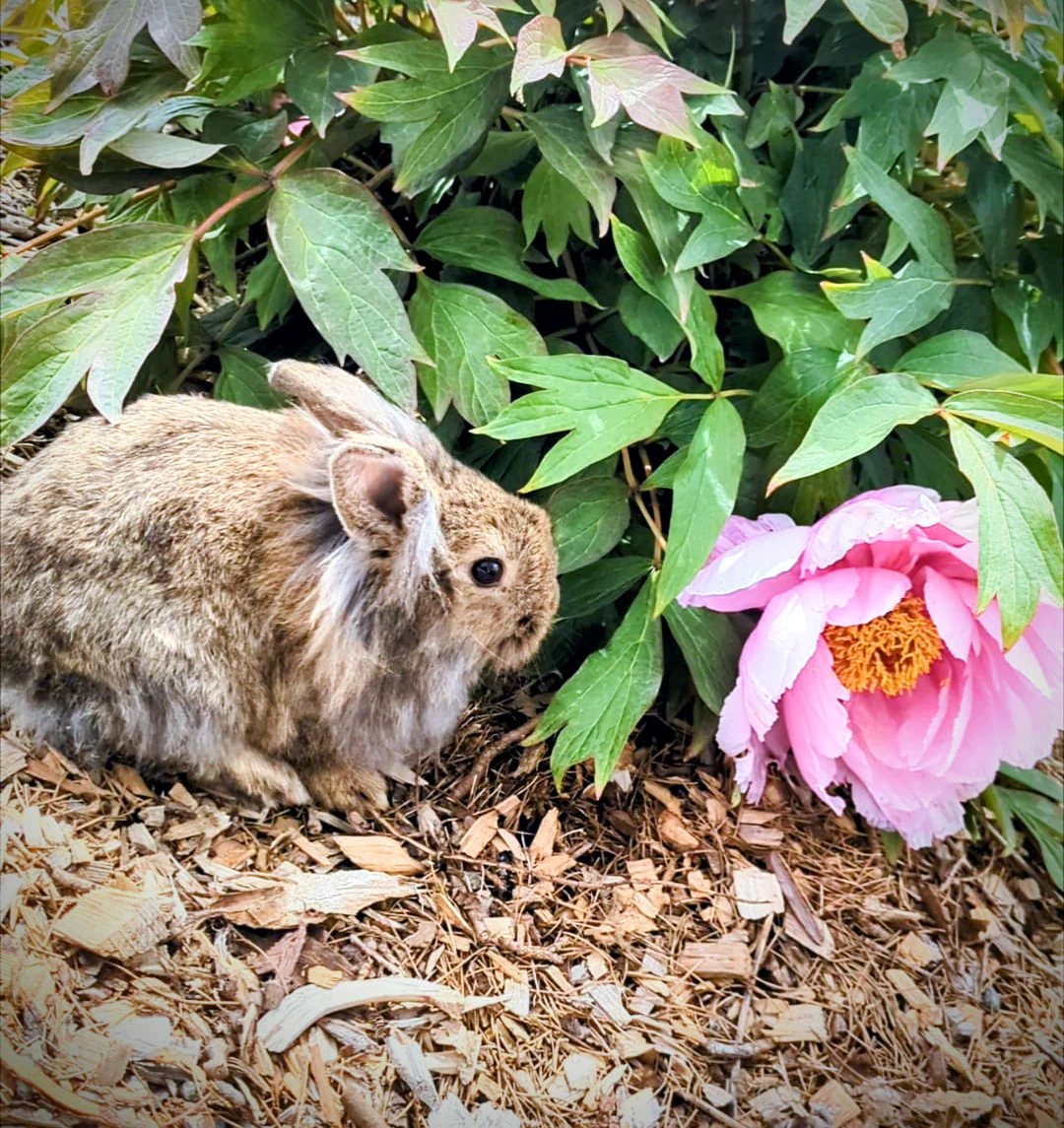A rabbit resting under a pink tree peony