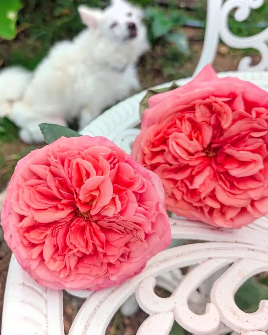 Two coral garden roses on a white bench