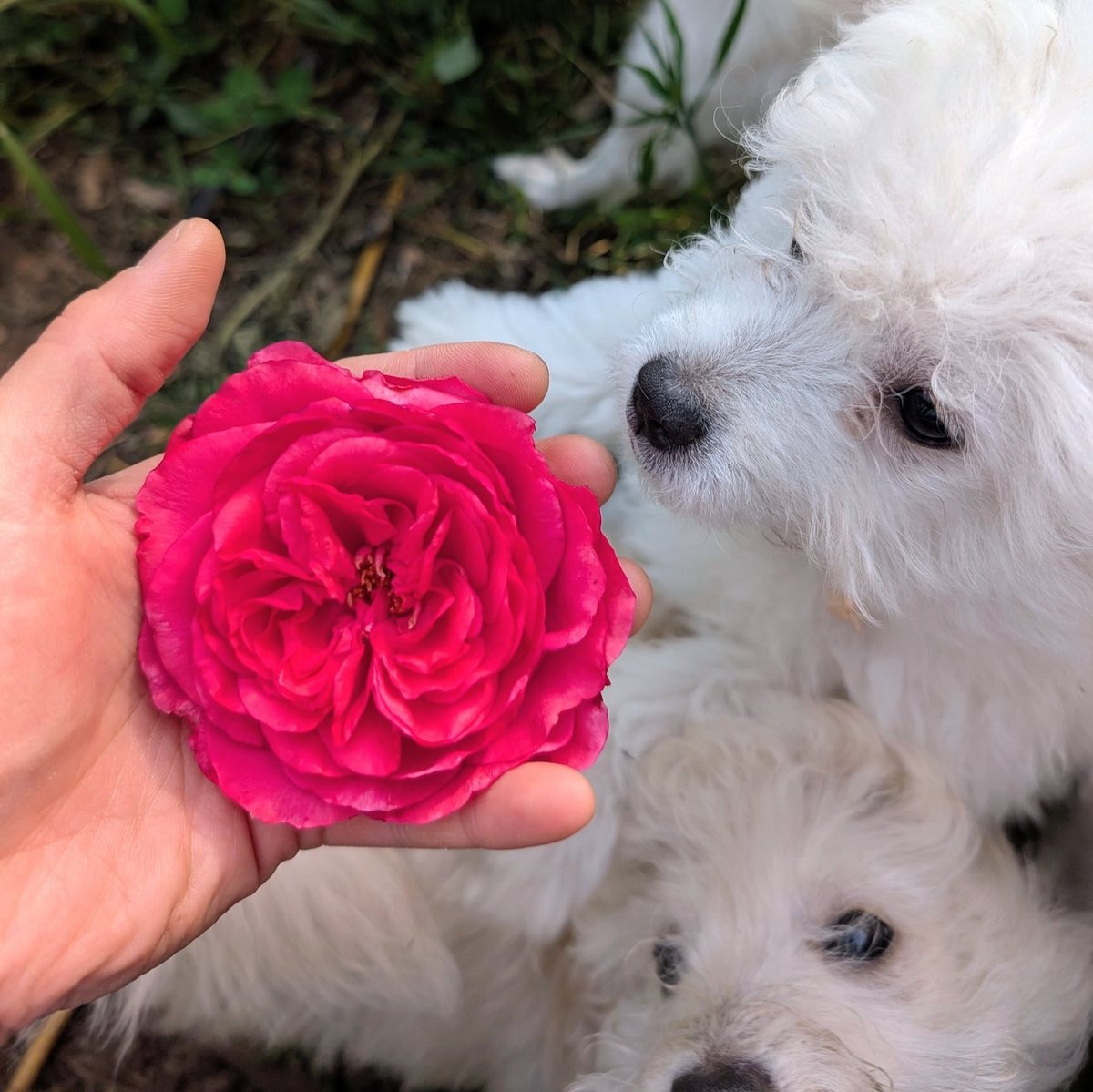 A vivid pink rose held open-faced