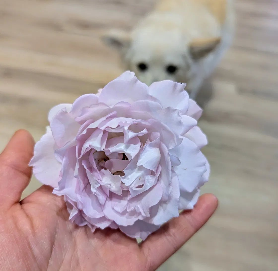 A soft lavender cupped rose