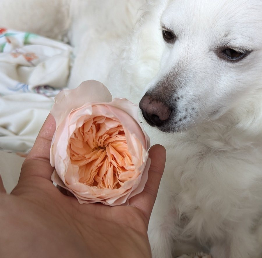 A globe-shaped peach rose