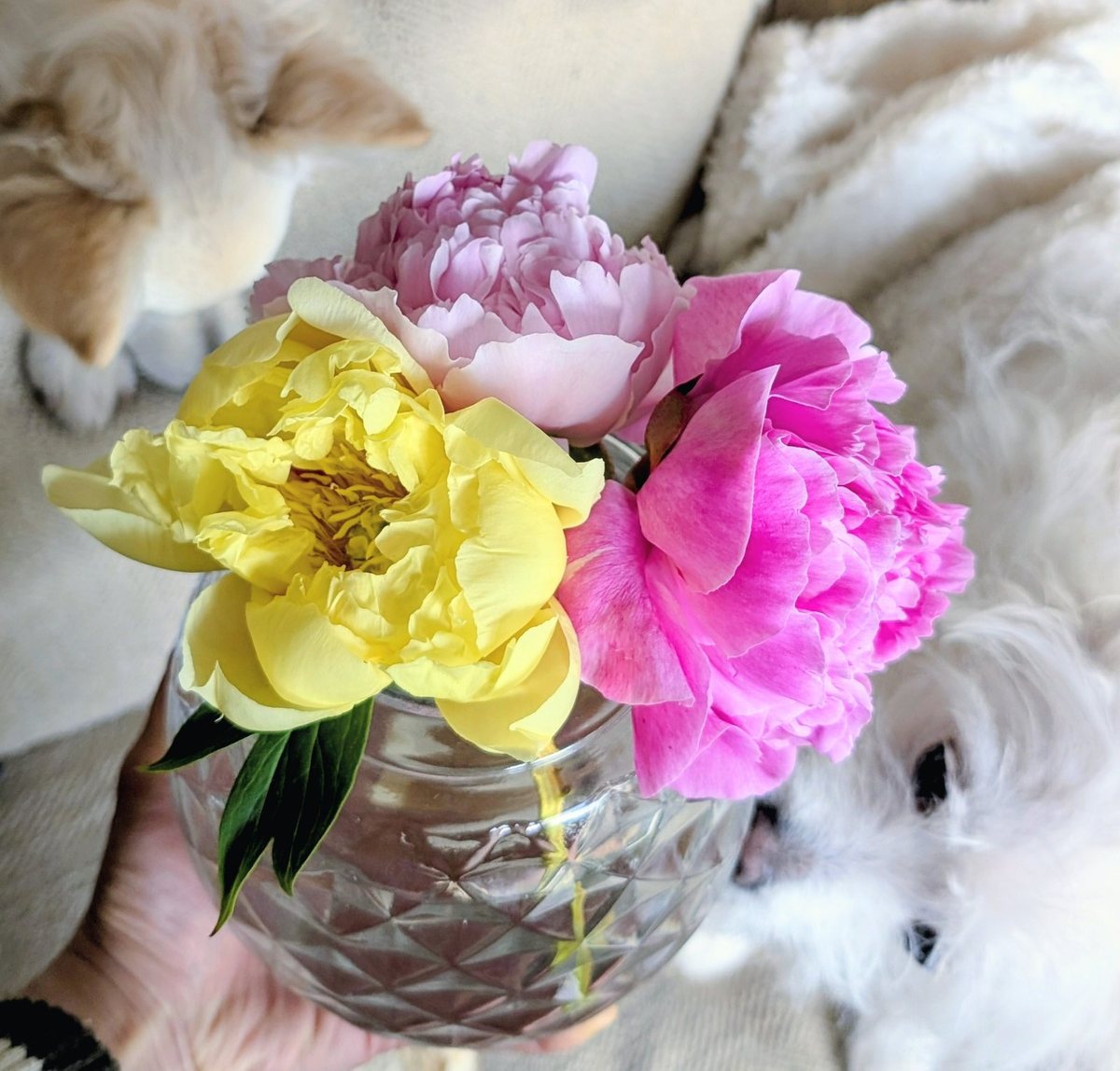 Yellow, lilac and pink peonies in a small glass vase