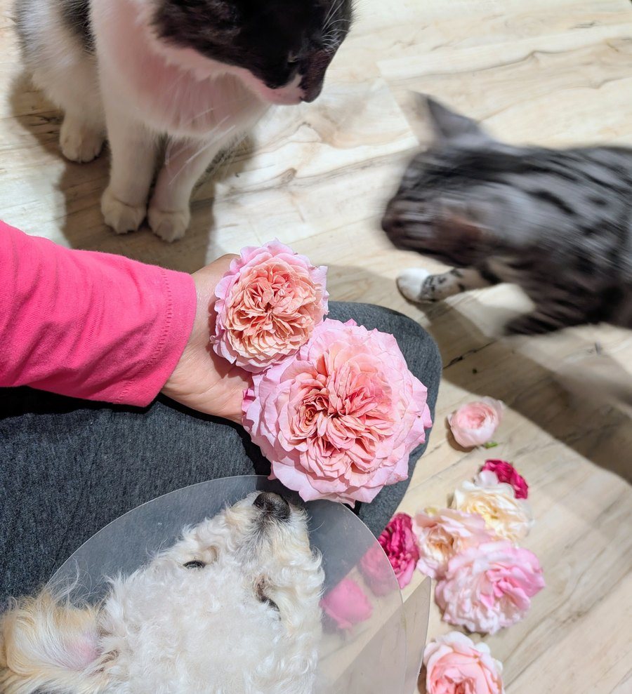 Two pink roses held in hand with two cats and a sleeping dog nearby