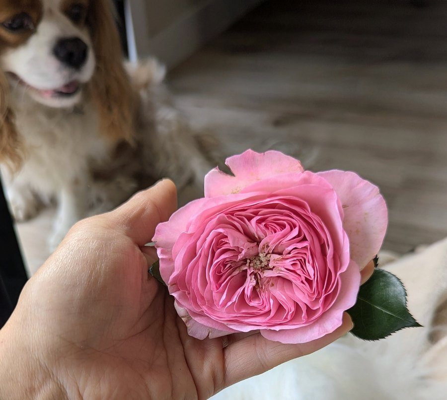 A quartered pink garden rose