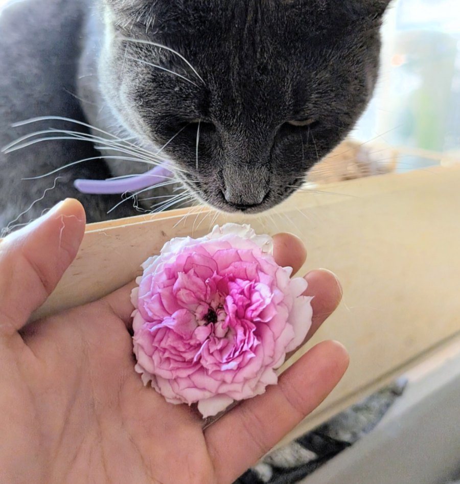 A pink and white ruffled rose