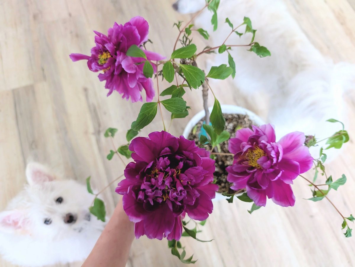 A potted tree peony in deep purple bloom