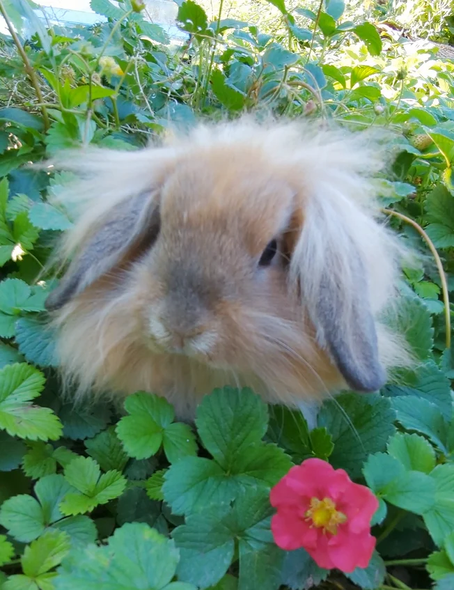 Plant and Paws — grow your own fall veggies