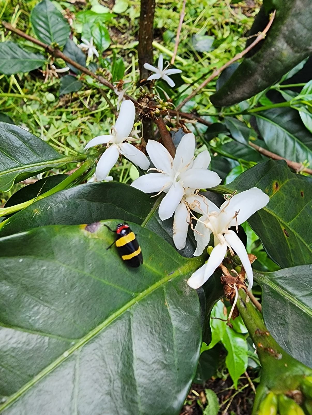 Coffee blossoms and a colorful insect on a leaf