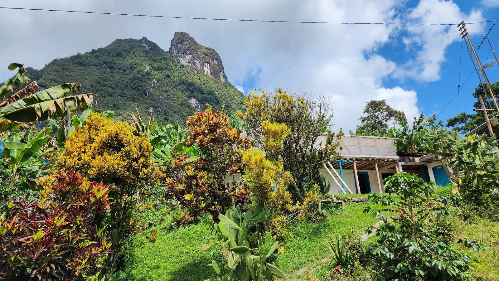 Coffee farm gardens beneath a dramatic mountain in Colombia