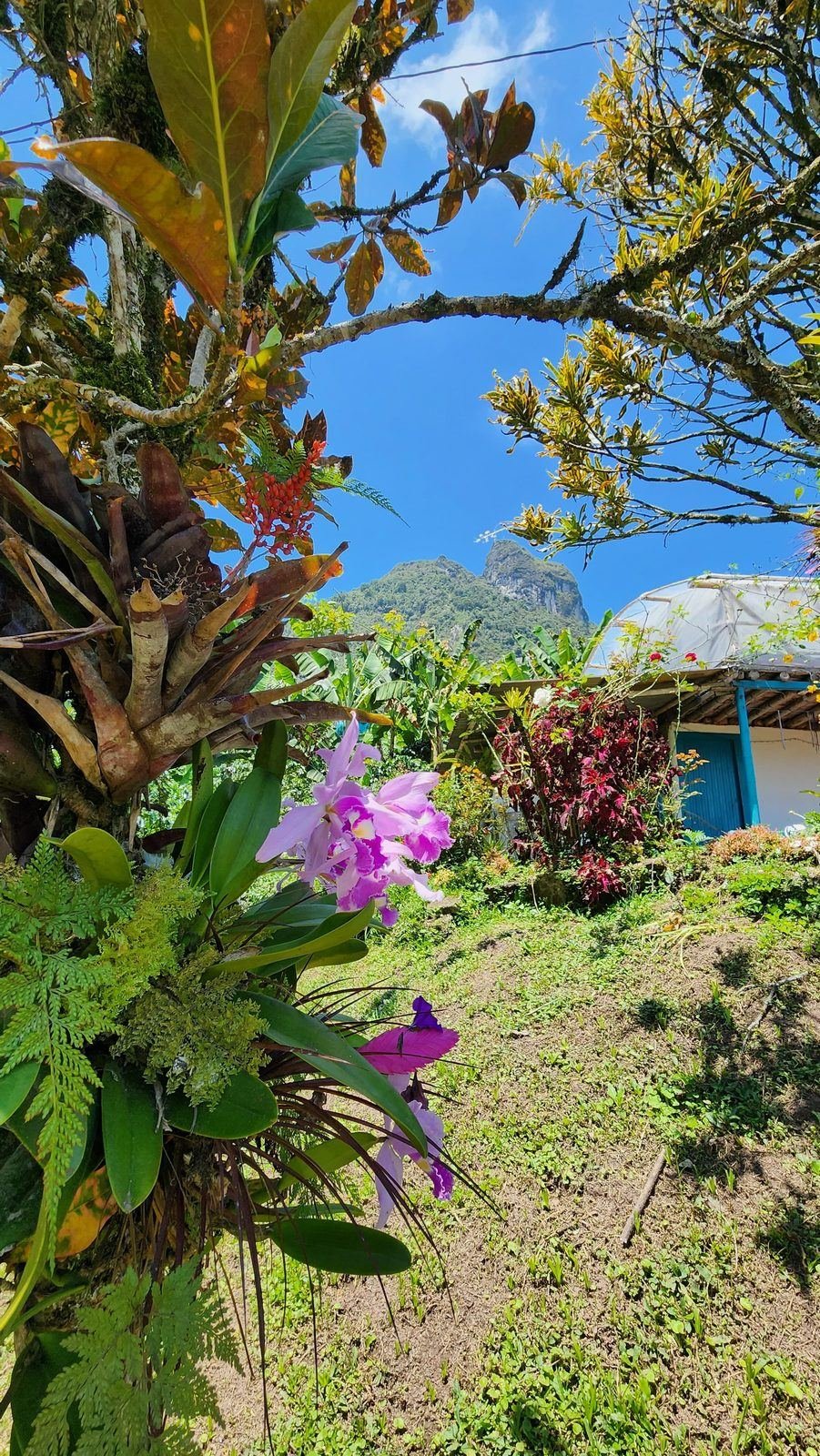 Orchids growing on a tree with mountain scenery