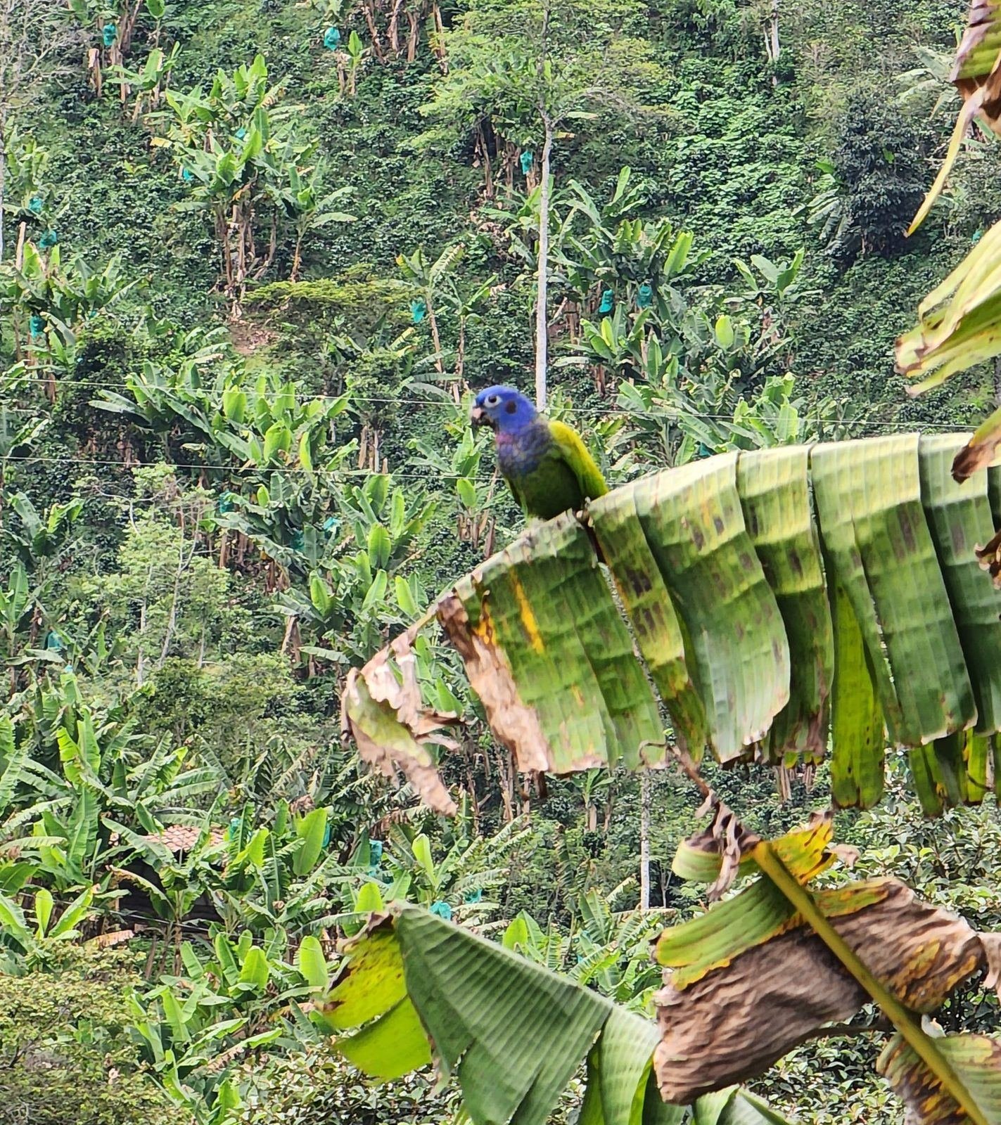 Colorful parrot perched on a banana leaf