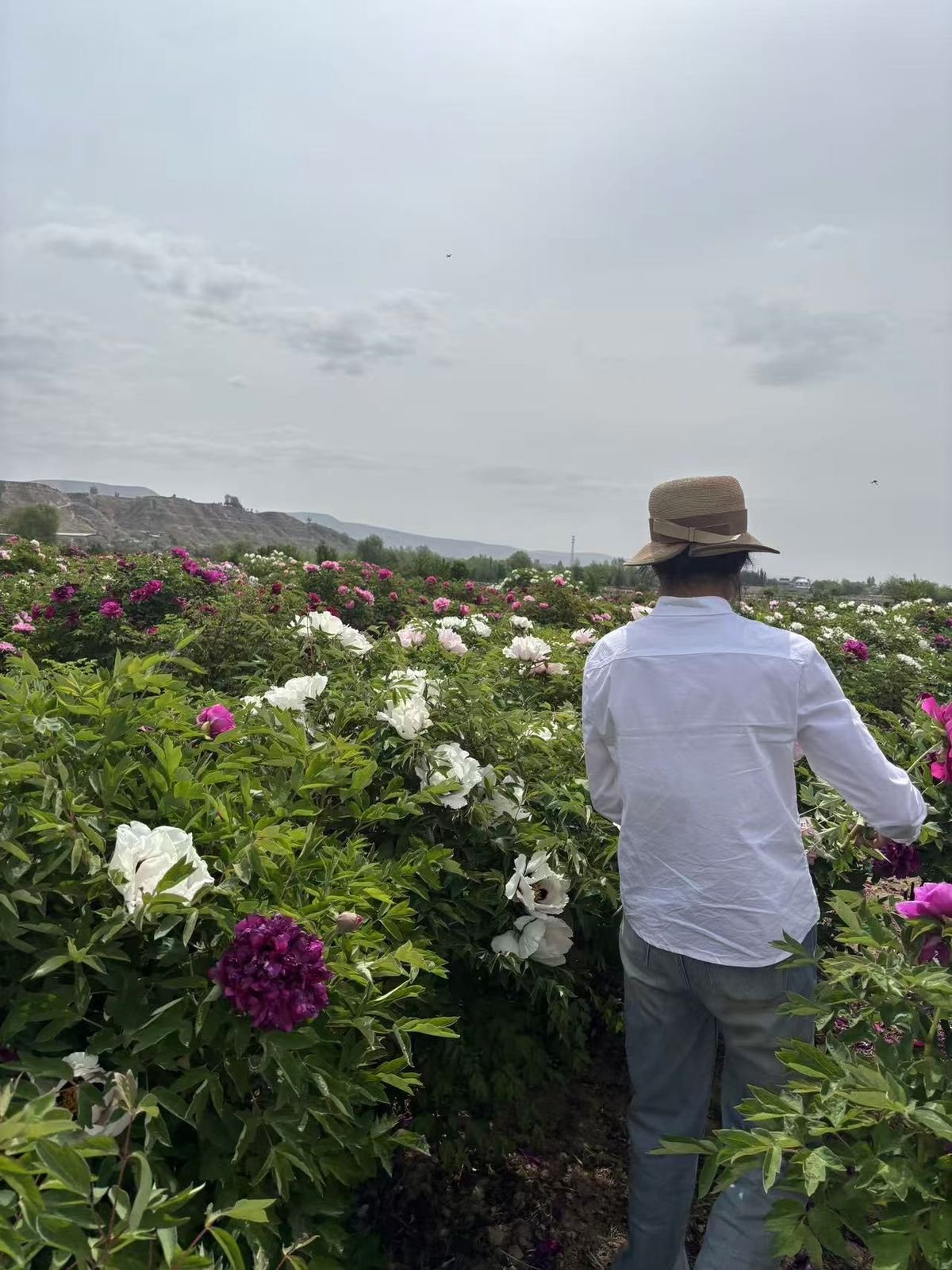 A visitor looking out over rows of tree peonies in a mountain field
