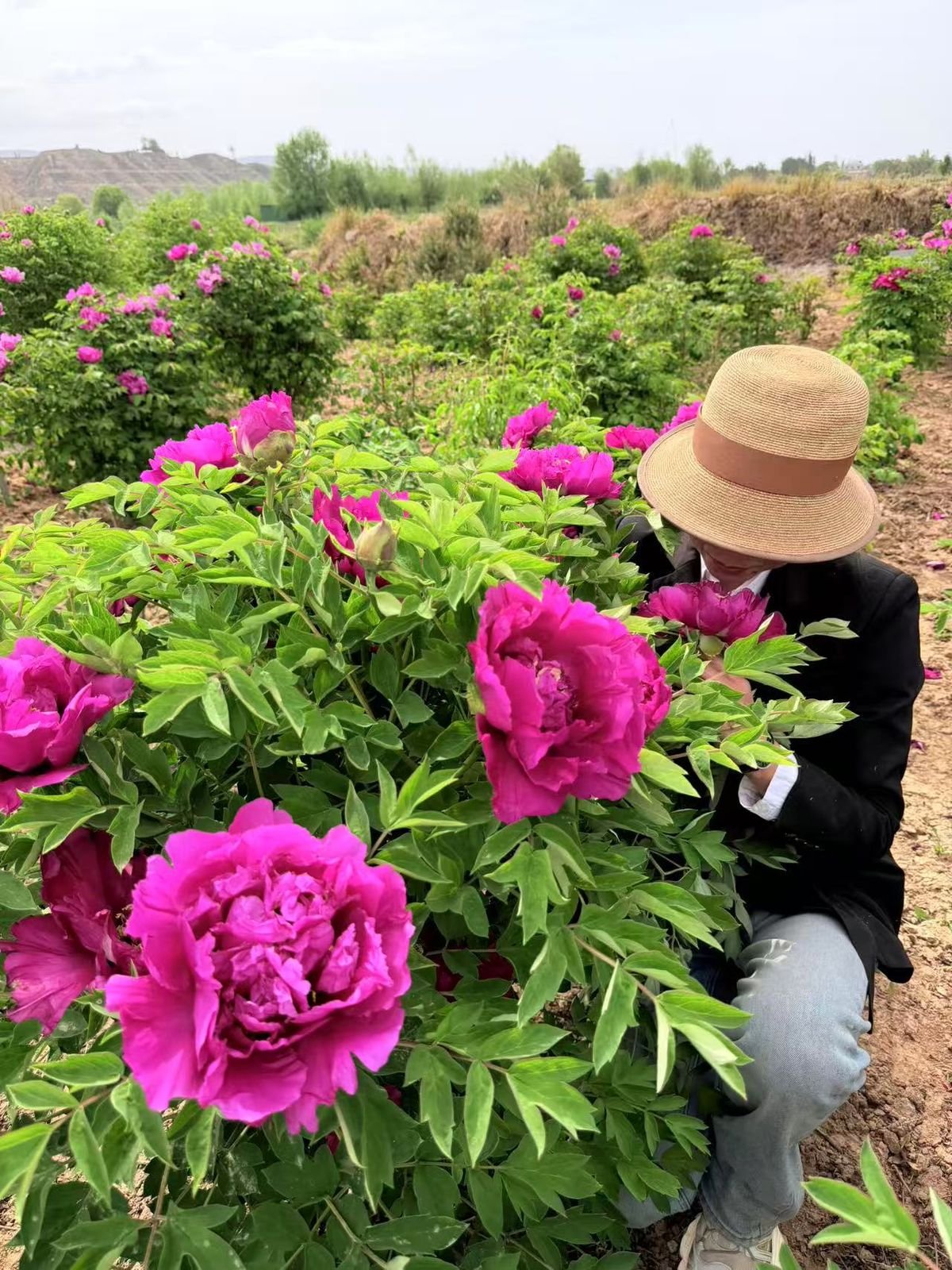 Deep wine-red tree peonies in the field