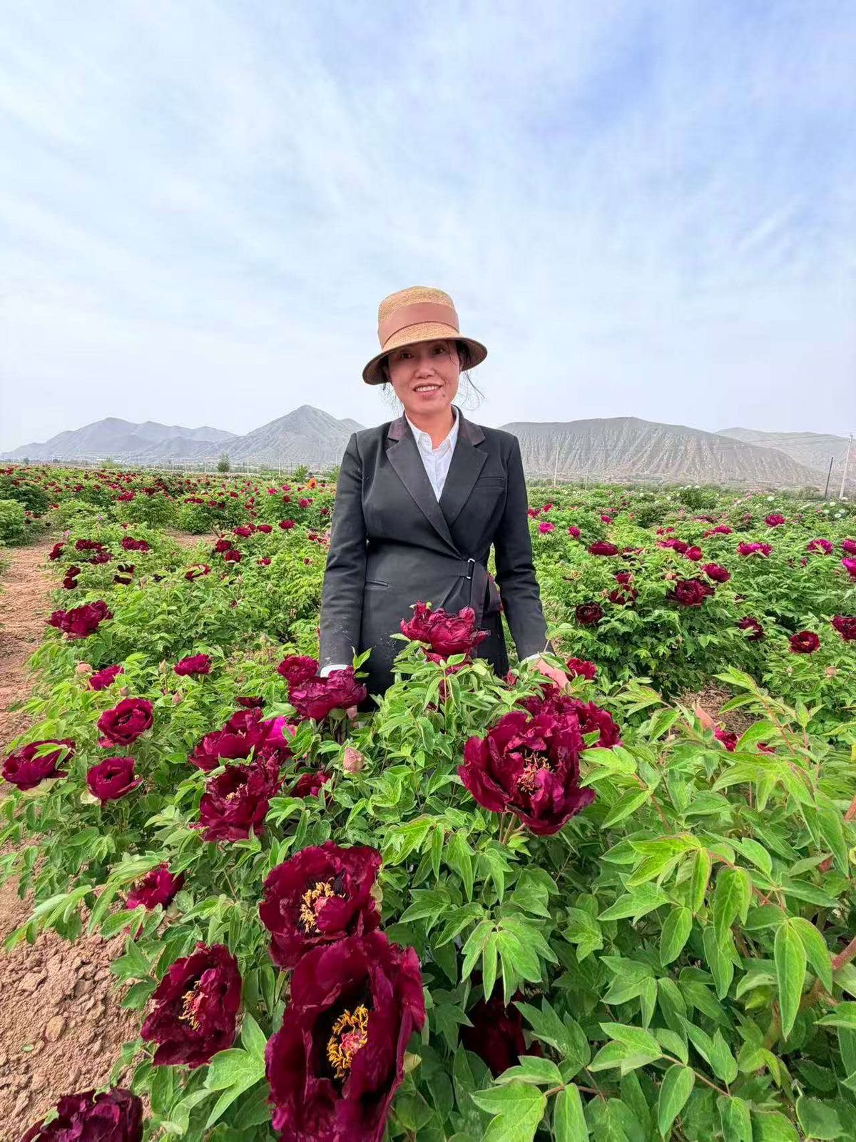 Wide rows of magenta tree peonies below a mountain