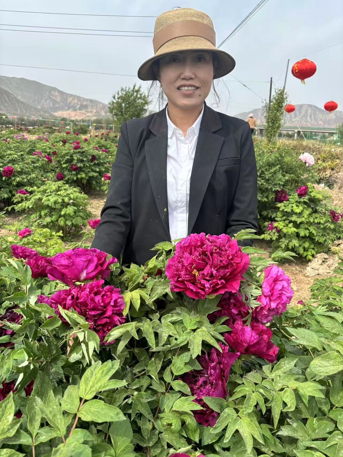 Deep magenta tree peony blooms