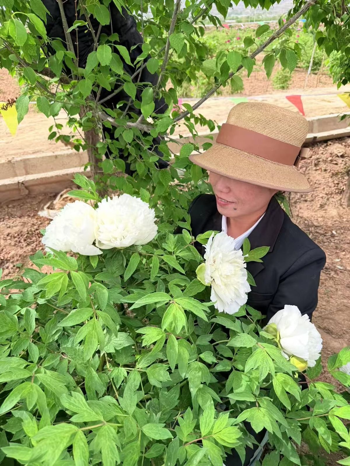 An armful of pale pink double peonies