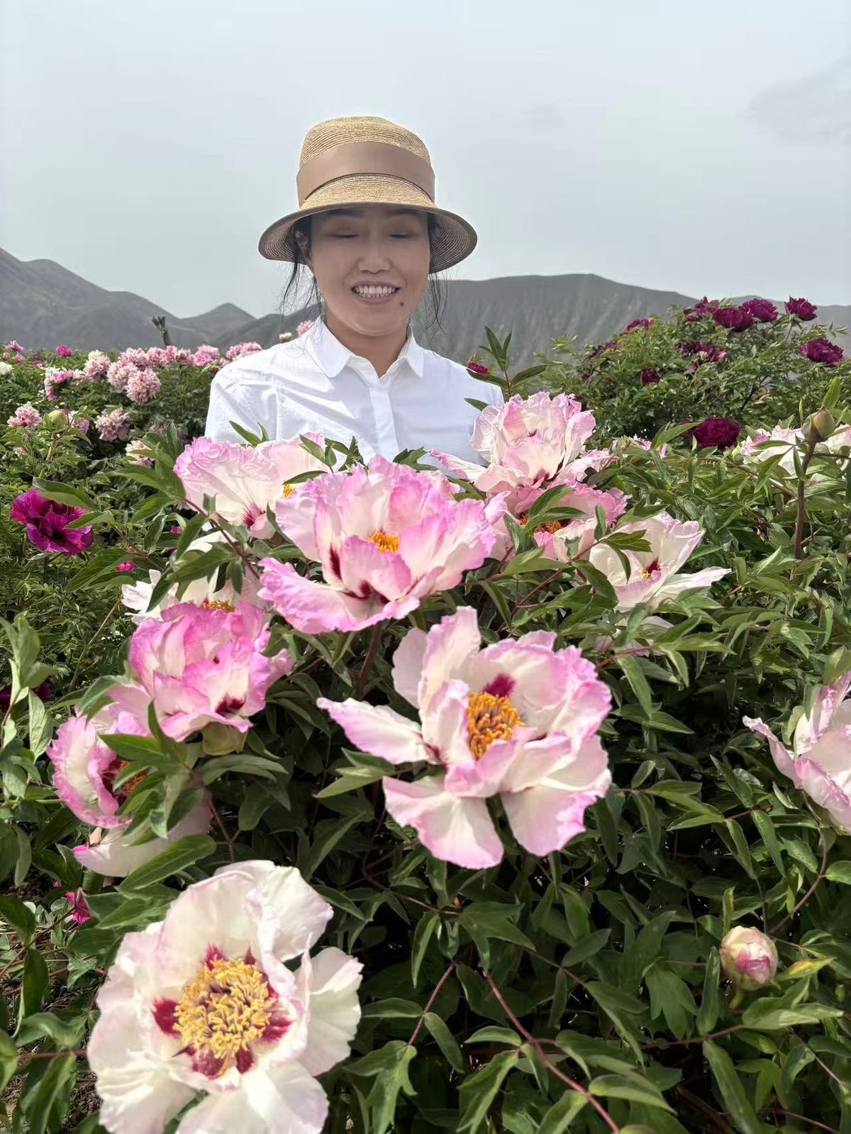 Pink tree peonies in full bloom with mountains behind