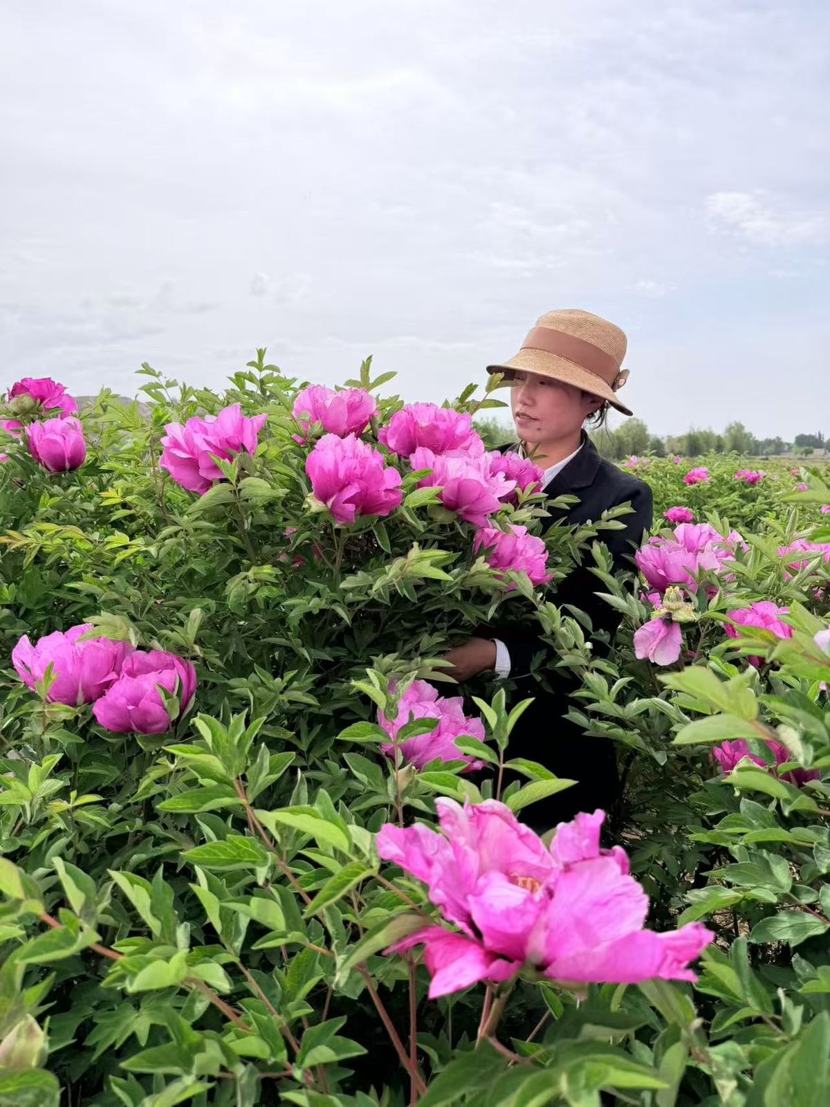 Soft pink ruffled tree peony blooms