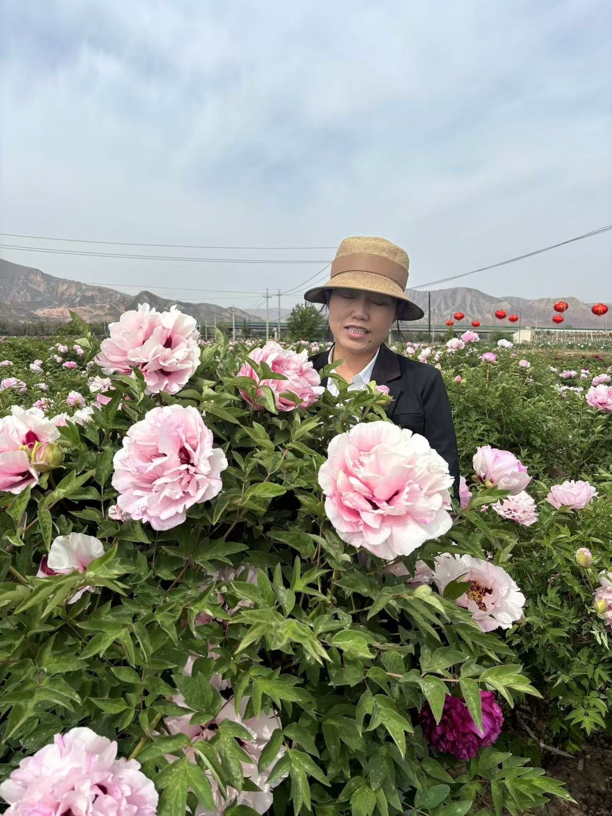 A large white tree peony bush in bloom