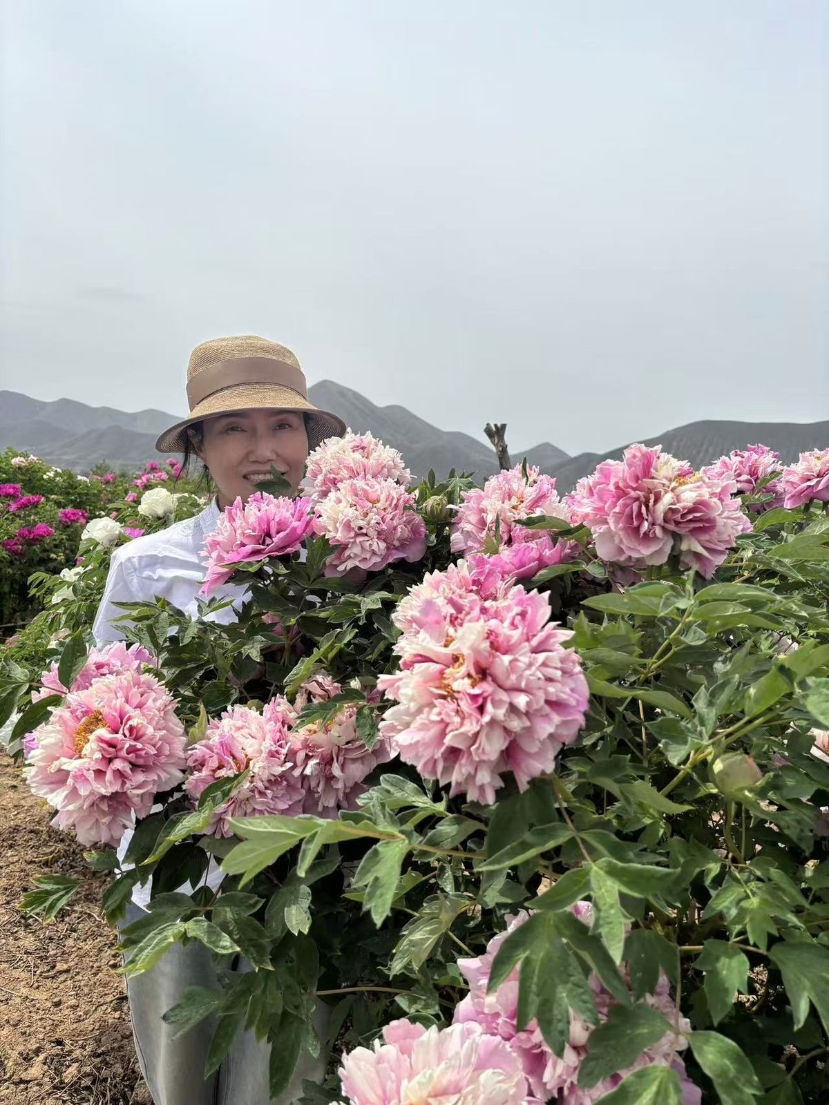 A single white tree peony bloom