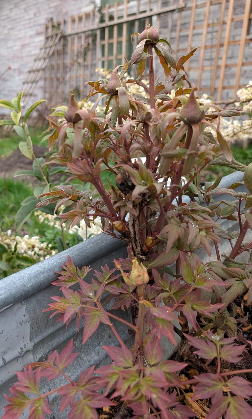 Zi Qi Dong Lai tree peony - Image 10