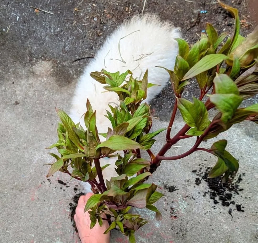 Zi Qi Dong Lai tree peony - Image 11