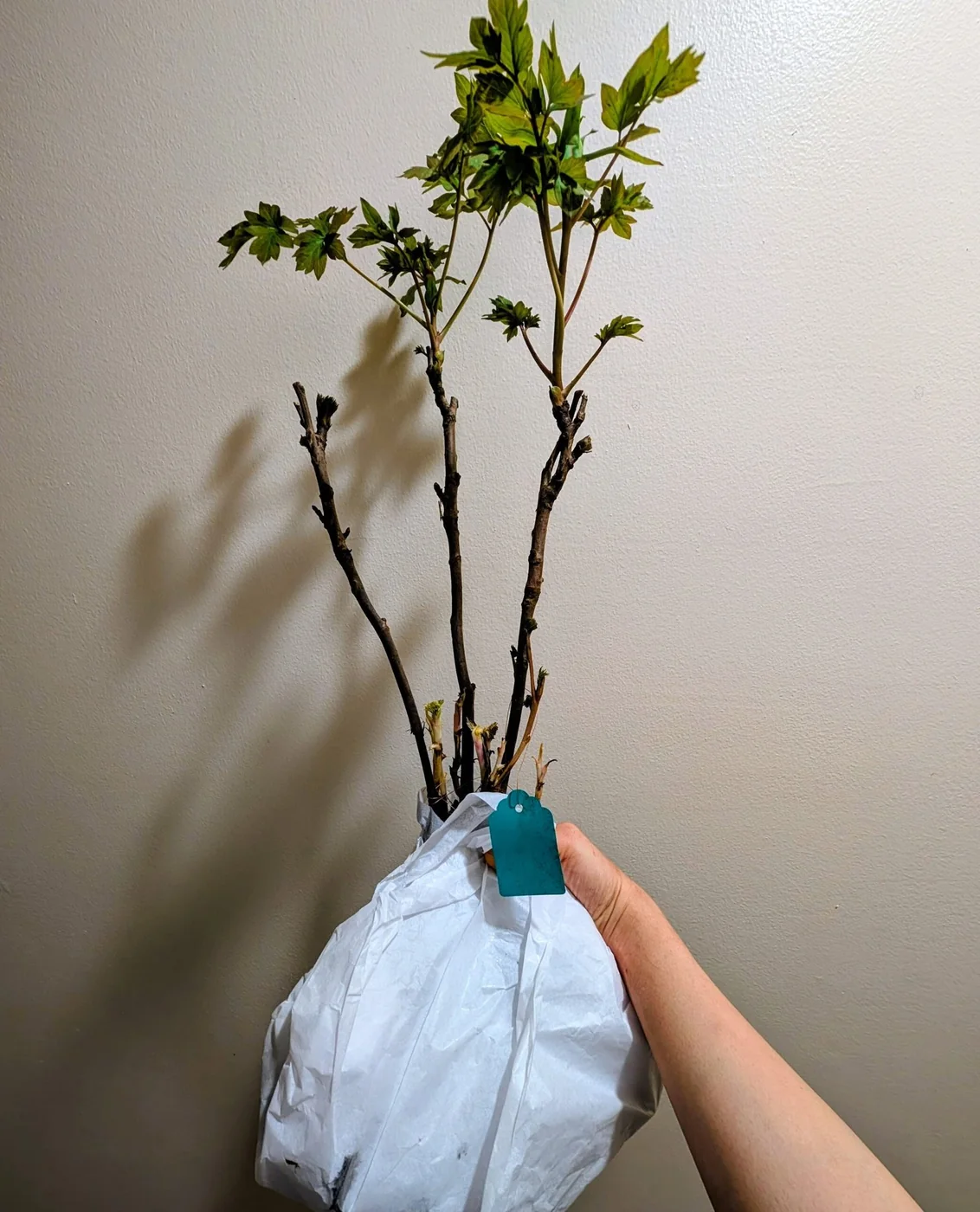 Zi Qi Dong Lai tree peony - Image 12