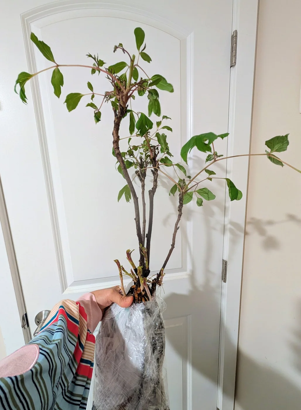 Zi Qi Dong Lai tree peony - Image 13