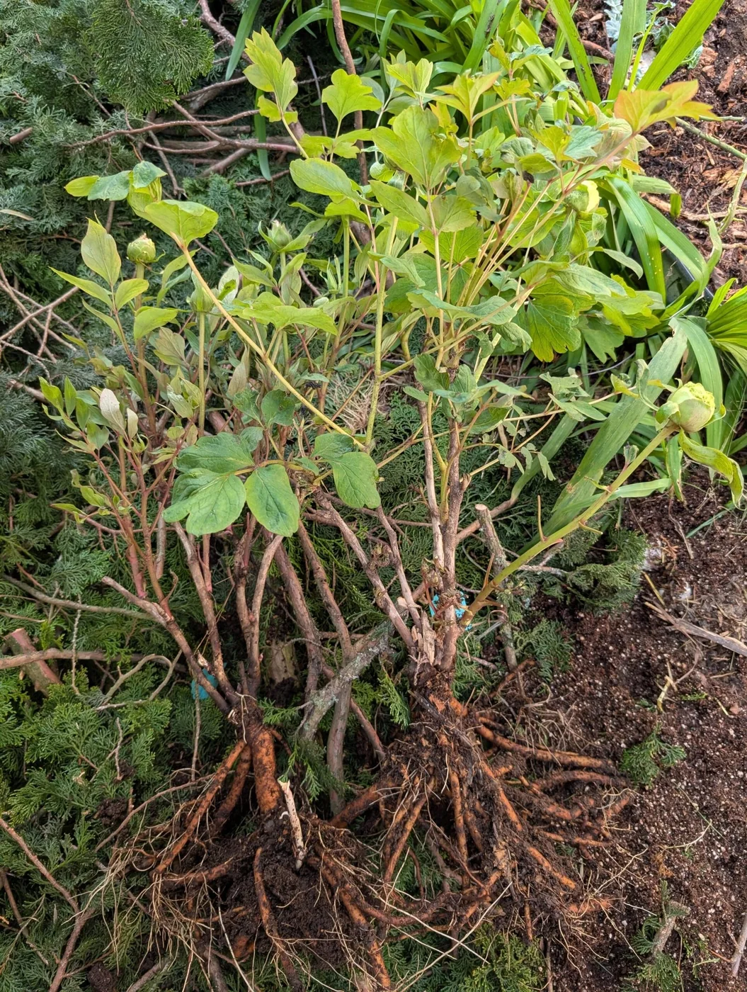 Zi Qi Dong Lai tree peony - Image 16