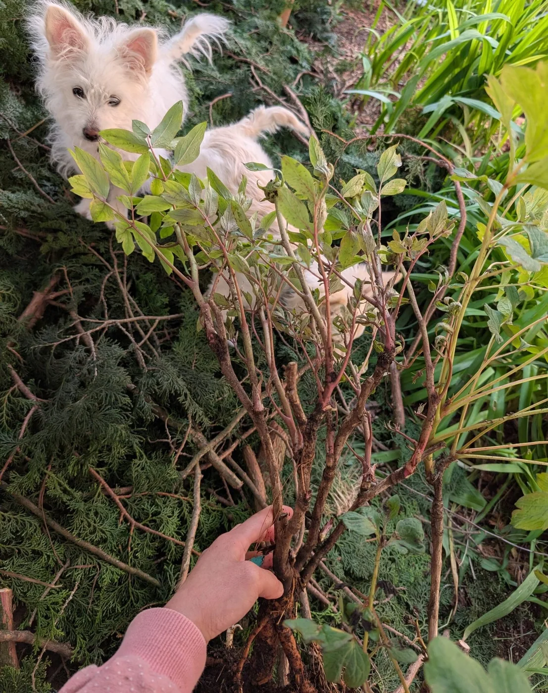 Zi Qi Dong Lai tree peony - Image 18
