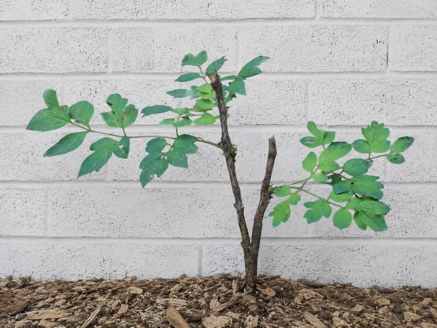 Zi Qi Dong Lai tree peony - Image 21