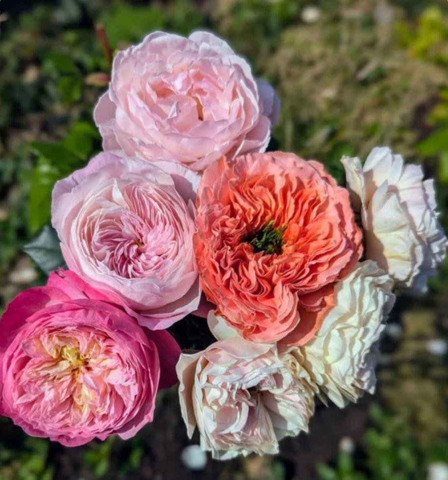 108 mixed Wabara Princess Deluxe roses