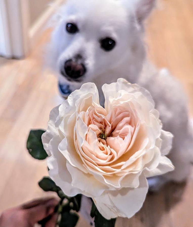 12 stems Charity roses