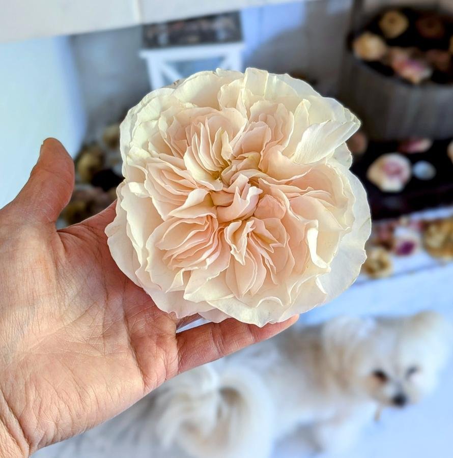 12 stems Eugenie roses