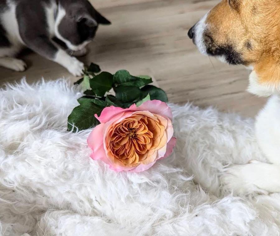 12 Wabara Miyabi Cha roses with cat and dog