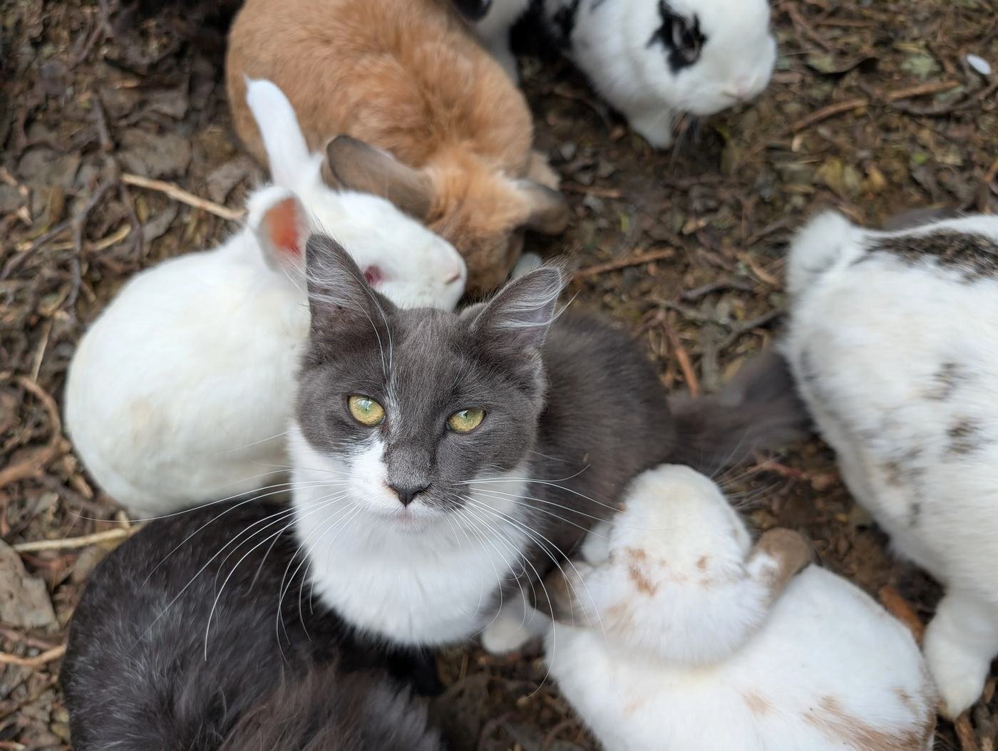 A grey and white cat lying calmly in the middle of a group of rabbits