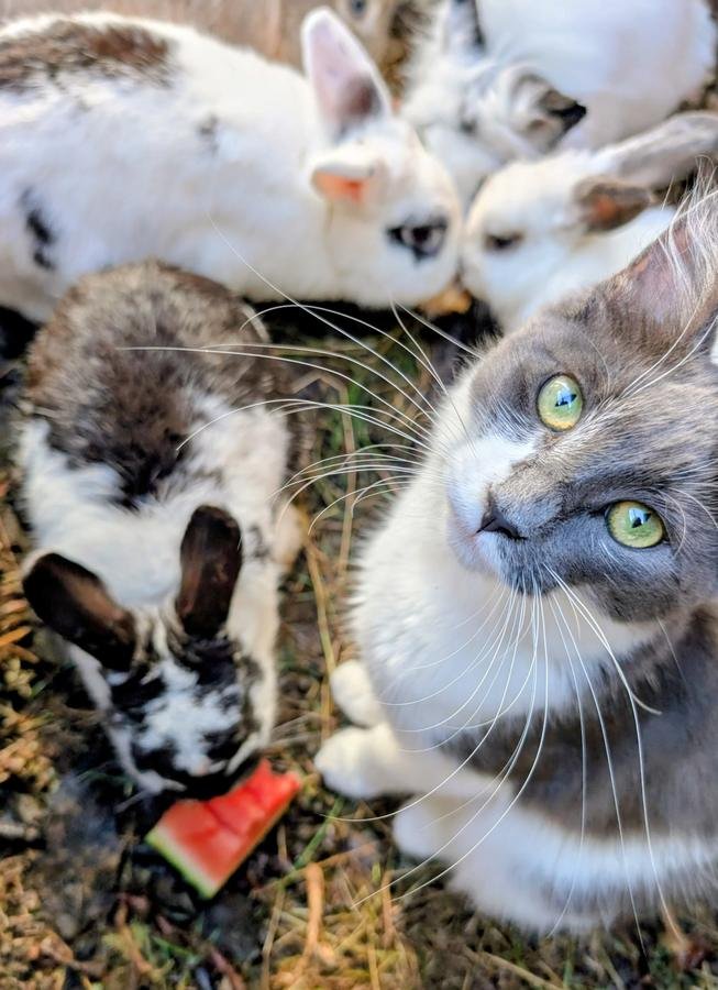 A grey and white cat resting among rescue rabbits sharing a slice of watermelon