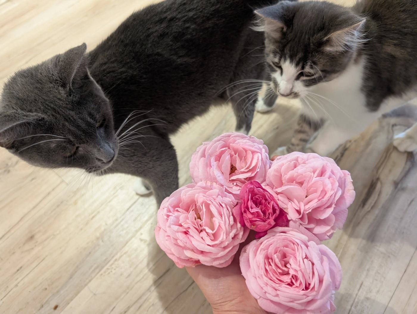 A handful of blush pink Dutch roses with two grey cats on a pale wood floor