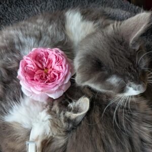 Phytu A Pompadour Lookalike Rose Resting On Hime The S