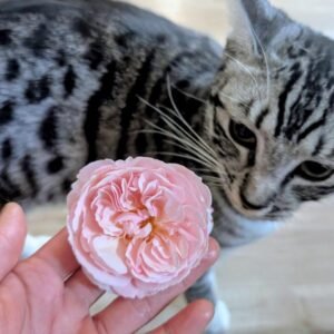 Phytu A Shropshire Lad Rose Held In Hand With Lina The