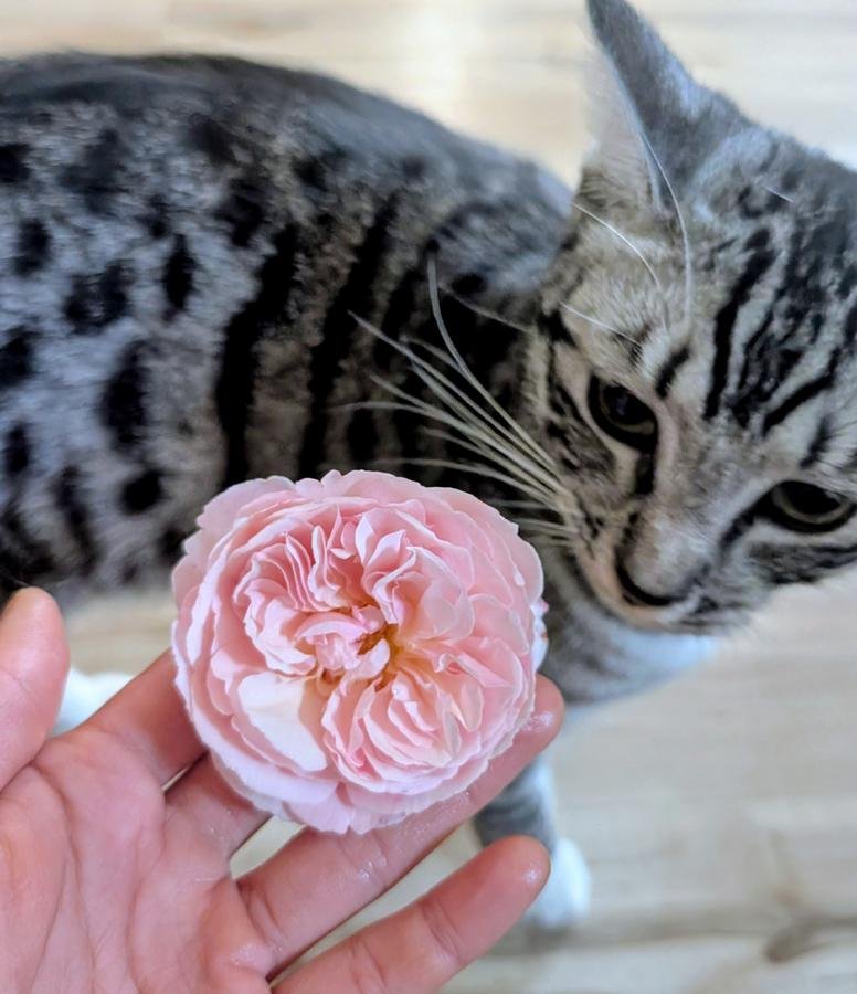A Shropshire Lad rose held in hand with Lina the silver tabby cat